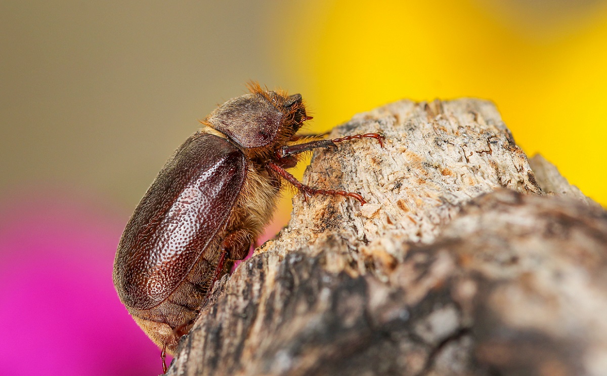 Melolonthidae: Aplidia etrusca